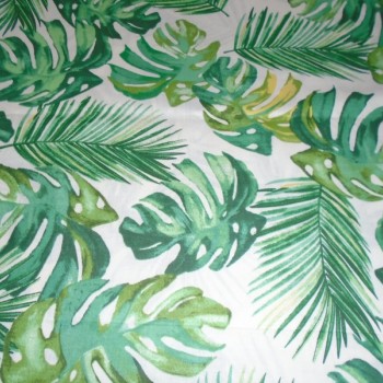 Monstera